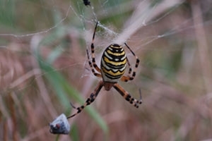 Wasp spider