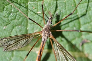 Cranefly