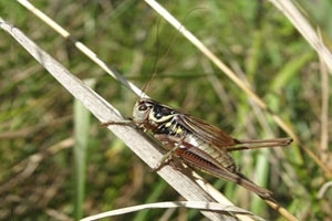 Roesel's bush cricket