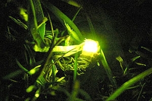 Glow worm
