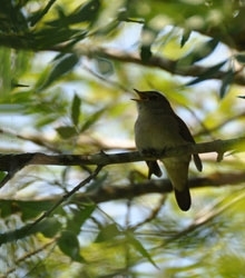 Nightingale