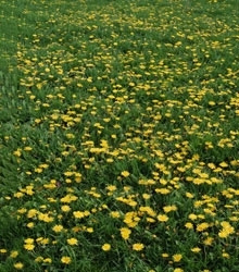 Dandelions