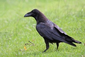 Raven