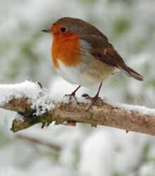 Robin