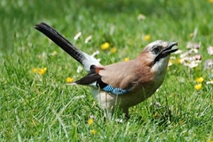 Jay