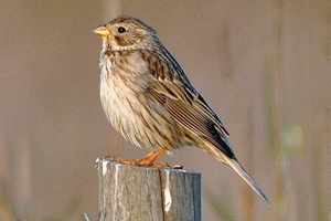 Corn Bunting