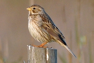 Corn Bunting Crop