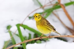 Yellowhammersml