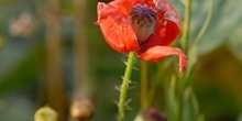 Top flowers for bees