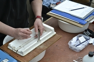 Fish tagging