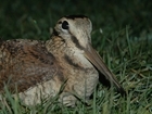 From Russia with love – wandering woodcock return