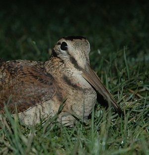 Apart from providing gripping entertainment for all those keen to watch the progress of the plucky woodcock (including Crugith, pictured) in almost ‘real-time’ on the website (www.woodcockwatch.com), the GWCT satellite tracking project is providing fascinating and previously unknown data on the behaviour of these mysterious birds