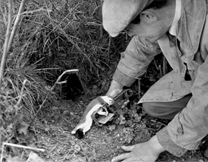 Gin traps capture by the legs rather than killing outright, and have been banned since 1954