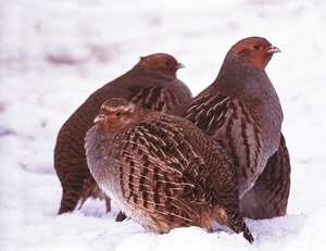 The wild grey partridge - in need of support and the GWCT can train you how to help