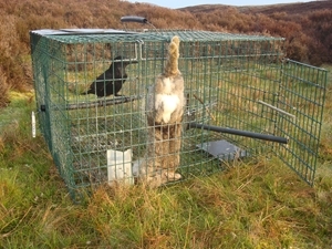 Crow in baited Larsen trap