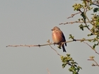 Conservation crops show farmland birds count