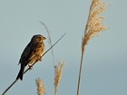 Countdown to the Big Farmland Bird Count