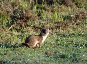 Stoat