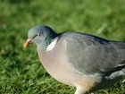 Rallying cry to rural enthusiasts affected by the change in General Licences to complete GWCT survey