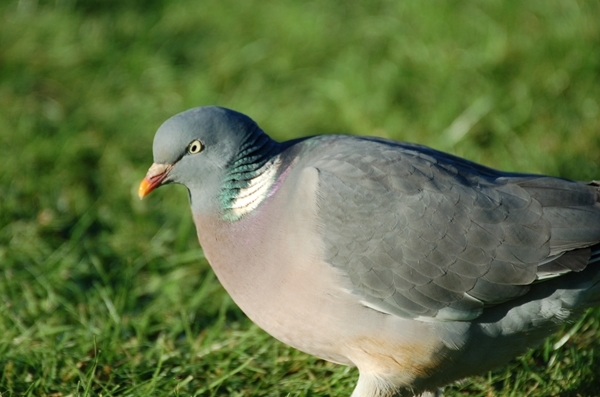 Wood Pigeon Wood Pigeon