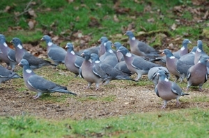 Wood pigeon