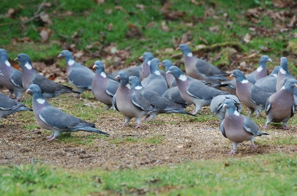 Wood Pigeon Flock Wood Pigeon Flock