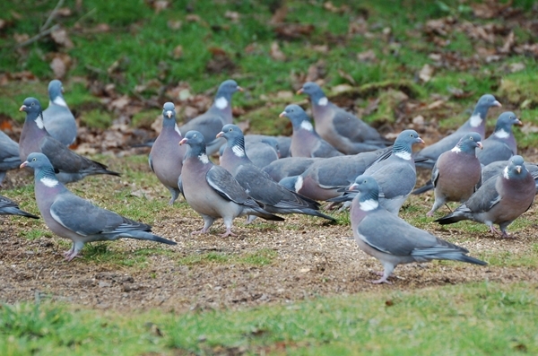 Wood Pigeon Flock 2