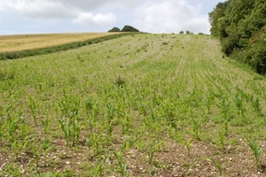 Young maize crop