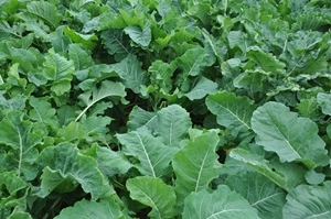 Kale