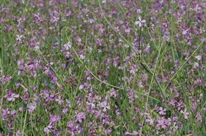 Fodder radish