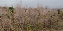 Neonicotinoid kale seed treatments