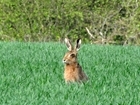 Is wildlife revival within our reach?