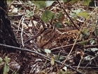 RAF Club reveals the secretive nature of woodcock