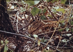 The woodcock is one of the UK's most elusive and secretive birds