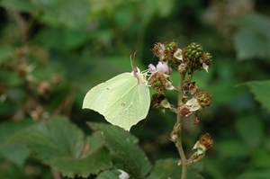 The brimstone butterfly