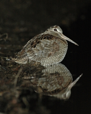 GWCT research is finally uncovering the habits of the secretive woodcock
