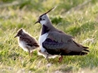 Fallow plots study aims to help lapwing chicks
