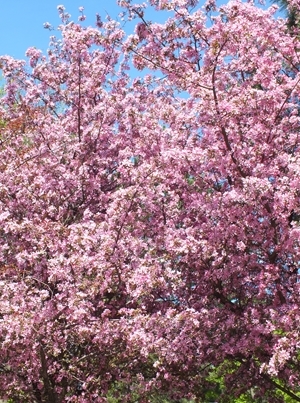 The crab apple tree in blossom