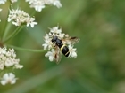 Politicians told we need to eat more peas for bees