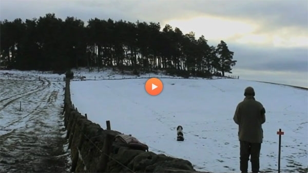 GWCT in Scotland