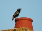 Bird survey shows half-million acres of farmland is dedicated to wildlife