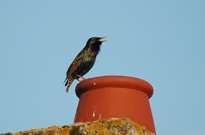 Starlings were seen on over 40% of the farms taking part and were the most abundant bird recorded in the Game & Wildlife Conservation Trust’s Big Farmland Bird Count. Photocredit: Peter Thompson, GWCT