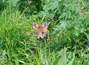 The fox