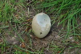 Predappealegg