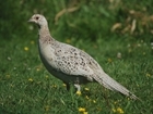 GWCT and Oakbank team up to help wild pheasants