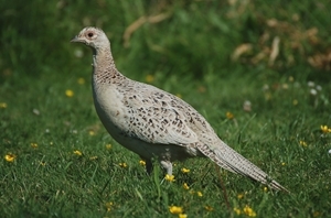 Like many farmland birds, wild pheasant numbers have declined in recent years