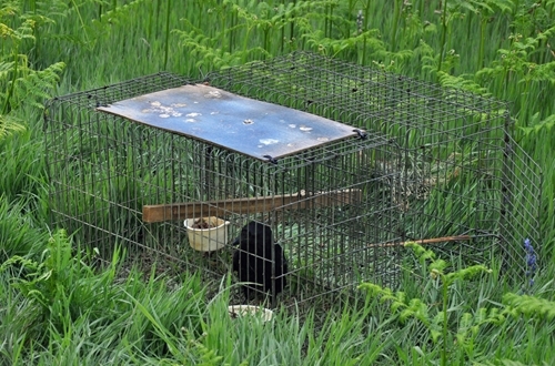 Larsen with carrion crow