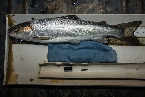 Trout smolt on measure board with acoustic and PIT tags