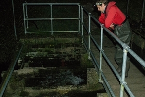 Trapping trout smolts on the eel rack at East Burton