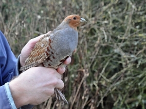 The GWCT has been at the forefront of grey partridge research for the past 40 years and has developed innovative techniques that can restore this once familiar bird to its former glory. Photocredit: Peter Thompson, GWCT